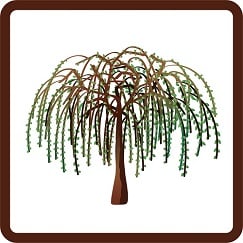 willow tree